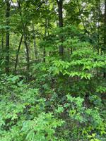 2 Lots South Lakeshore Dr