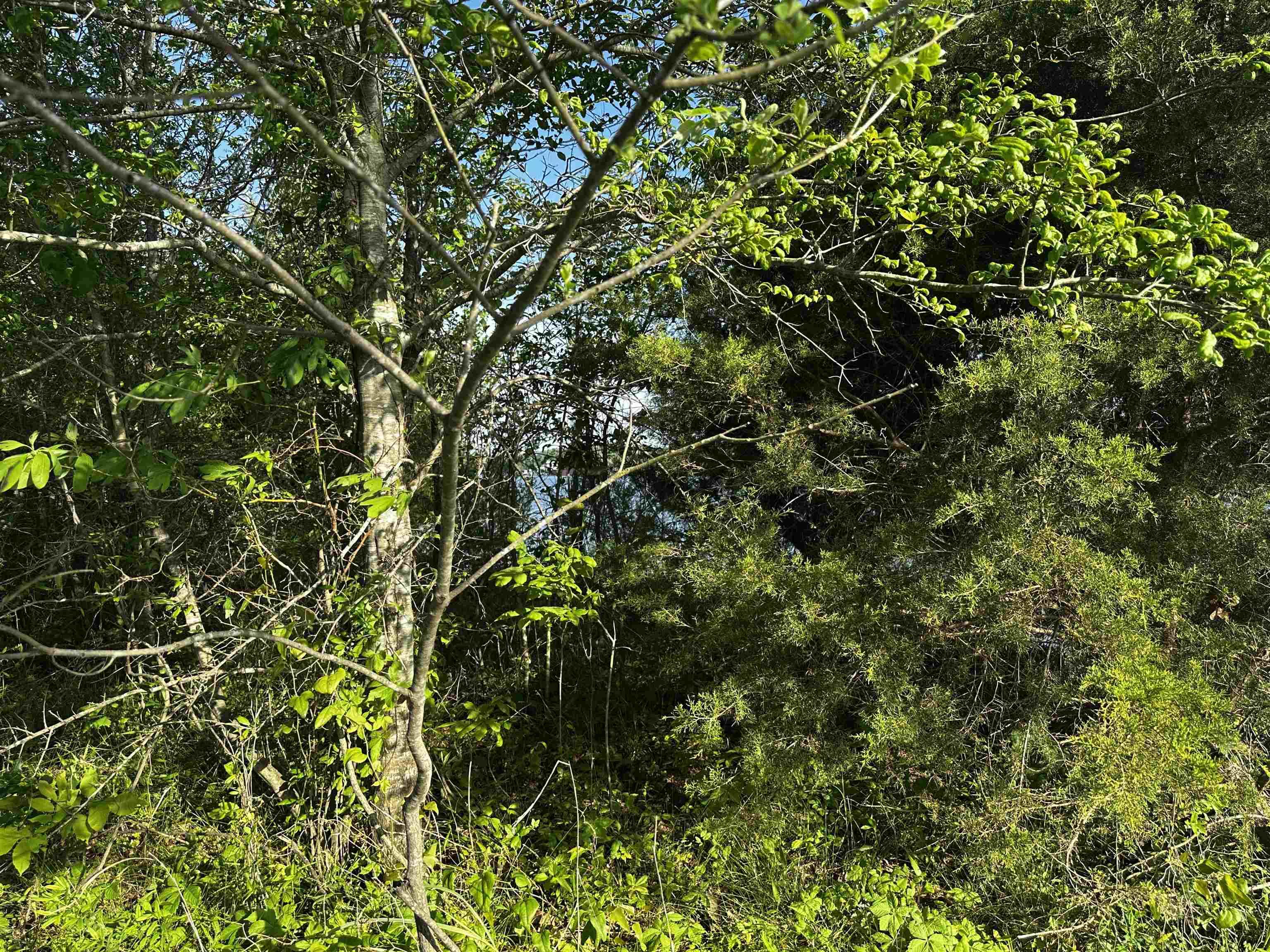 Image 3: View of nature