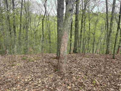 00 HOLLOW TREE RD