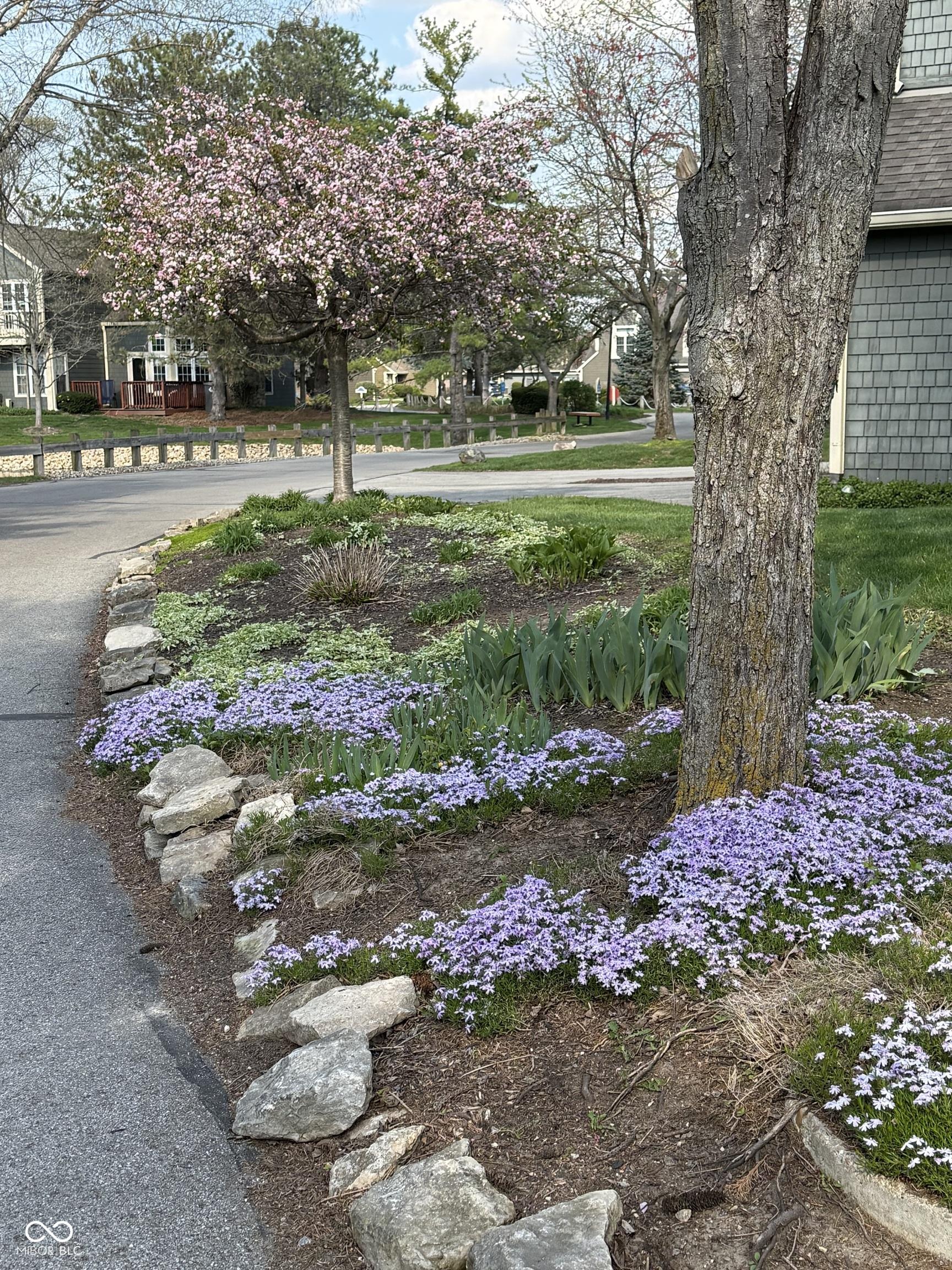 Image 3: Yard