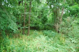 0 Whitefoot Trail
