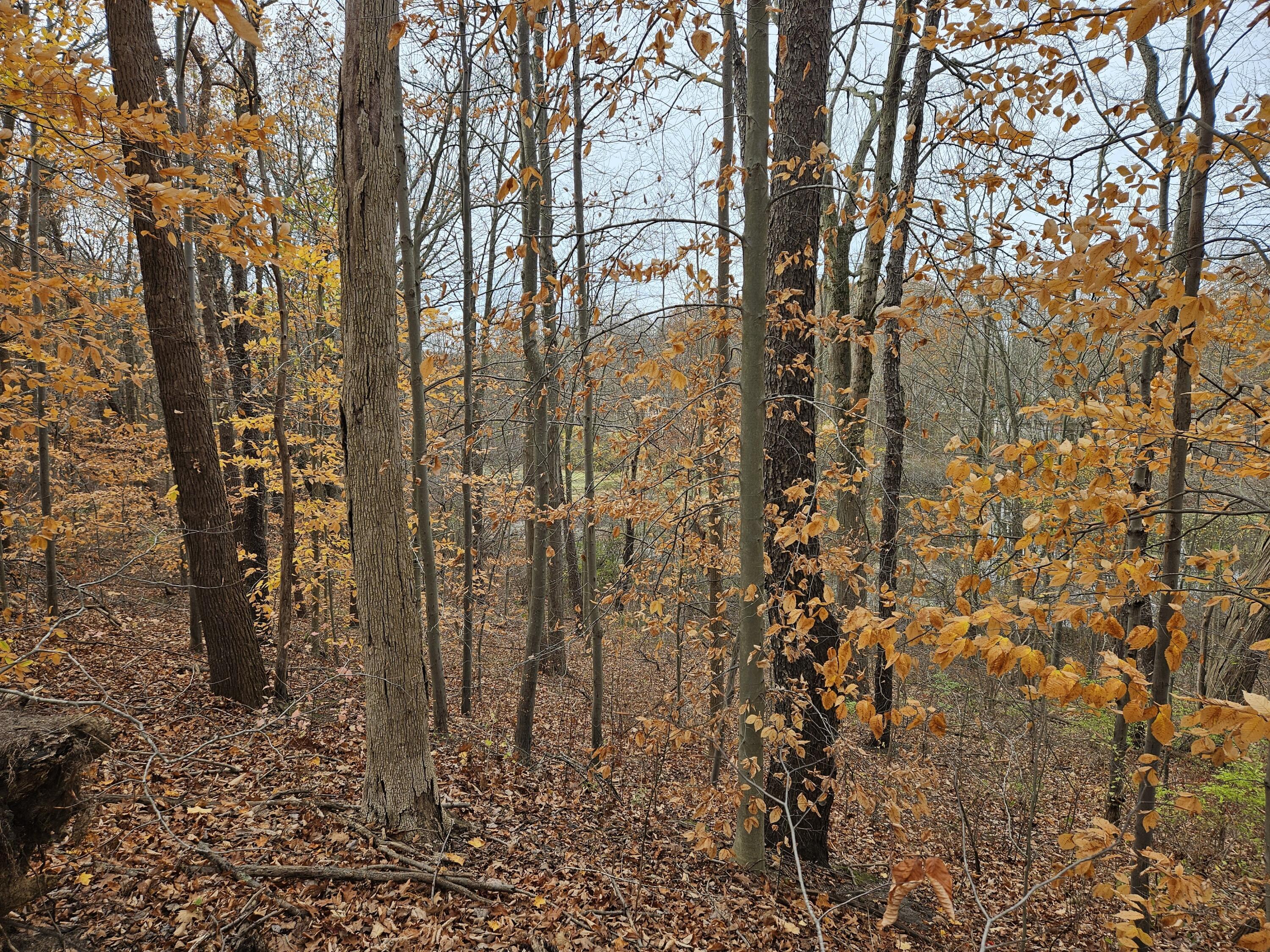 Image 2: Jefferson - PIc #2