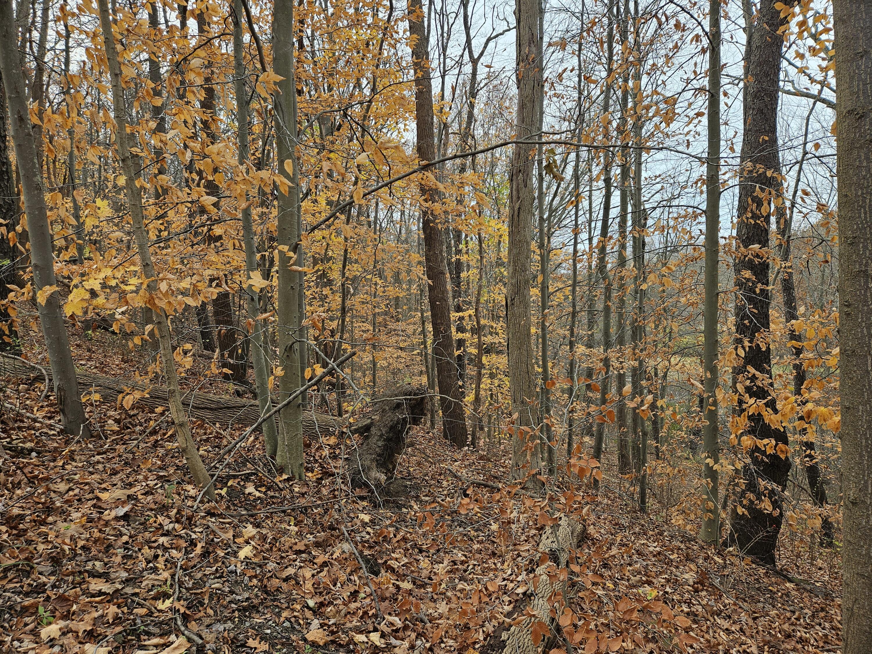 Image 3: Jefferson - PIc #3
