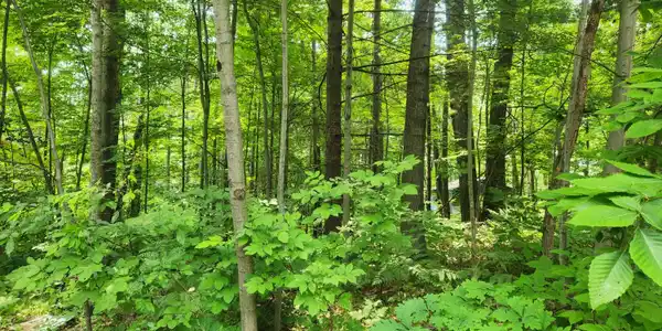 10035 Maple