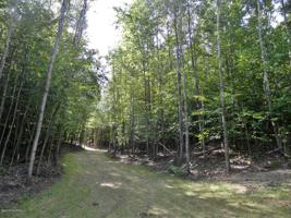 Wildwood Trail