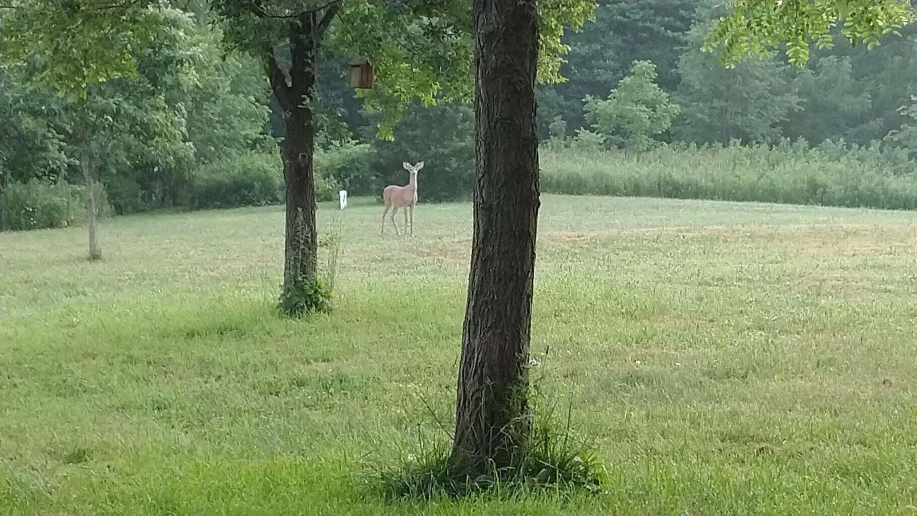 Image 4: Wildlife