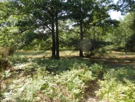 Birchwood Drive