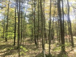 W BASSWOOD BL41 Lot 9 Street