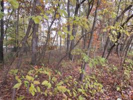 Lot 6 Kiella Drive