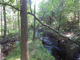 Birchwood Drive