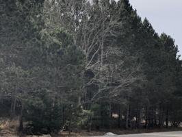 Lot 73 Red Apple Road