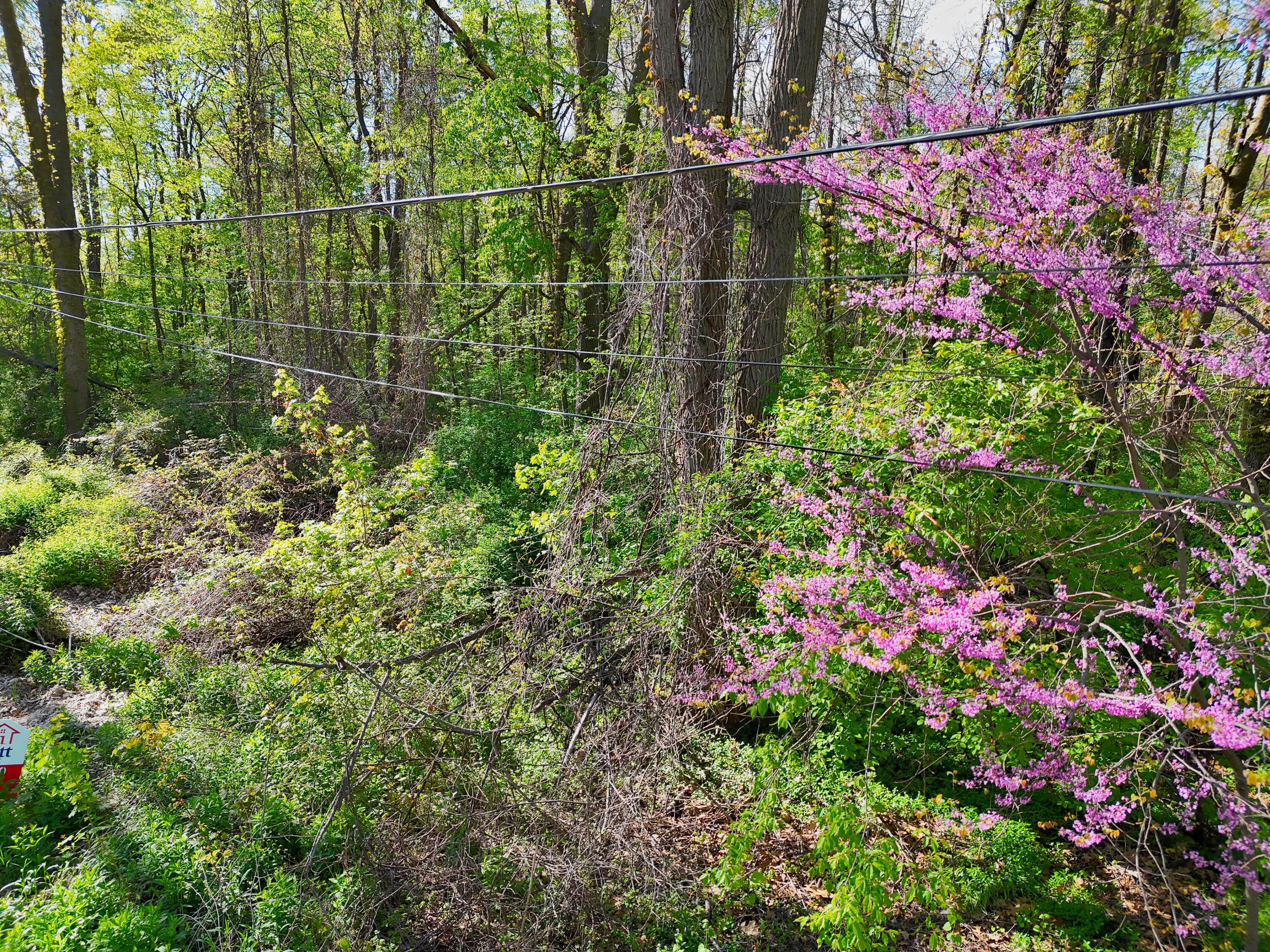 Image 2: Heavily Wooded