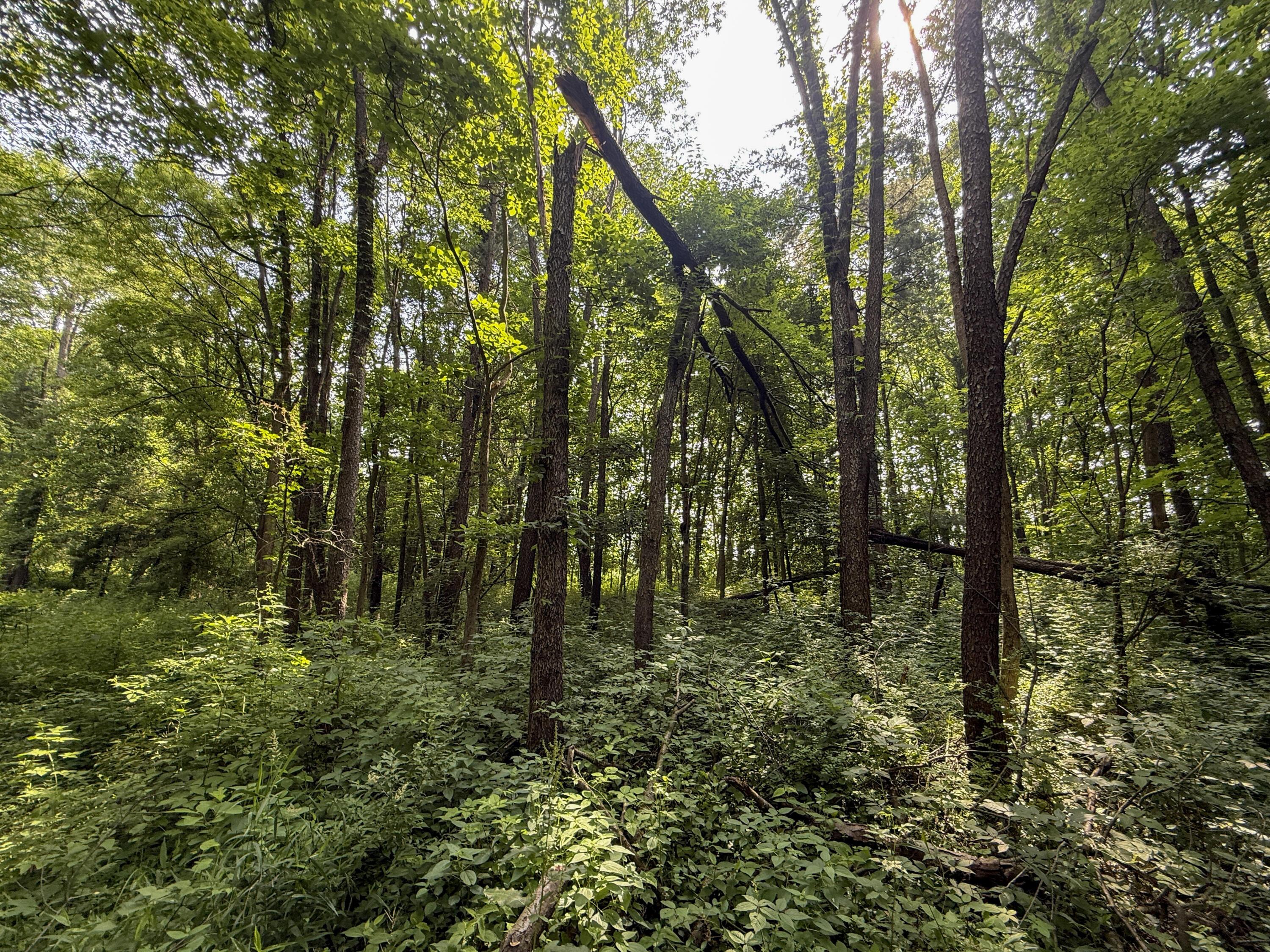 Image 2: Wooded