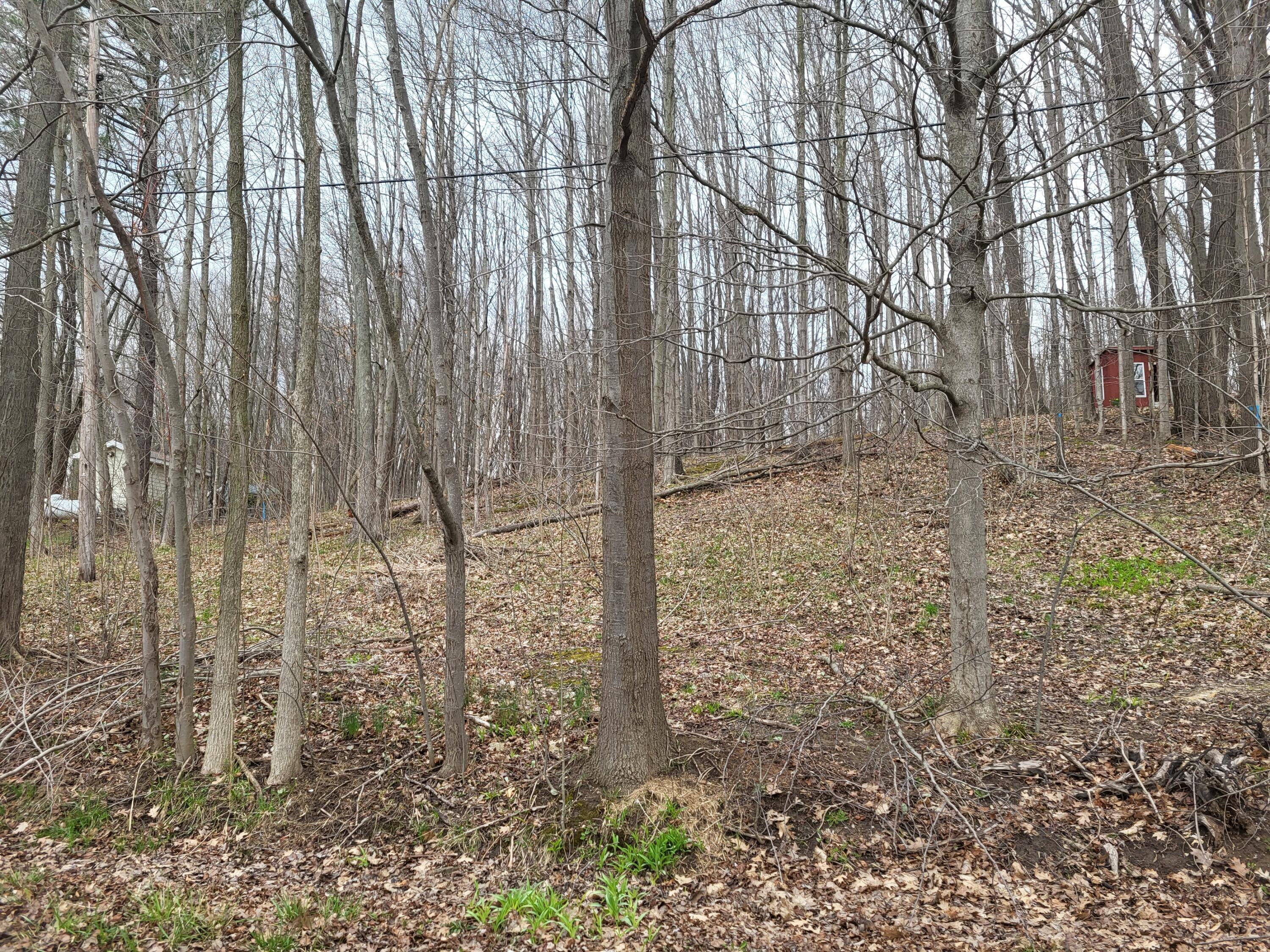 Image 2: Wooded lot 1