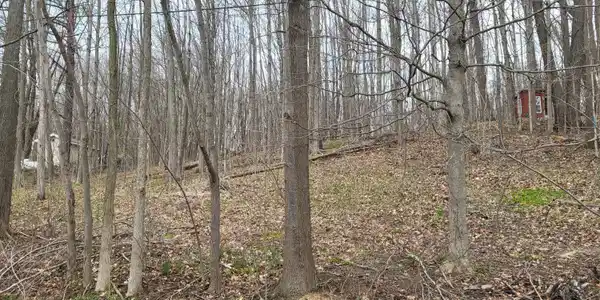 Image 2: Wooded lot 1