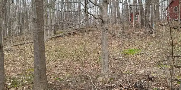 Image 4: Wooded lot 6
