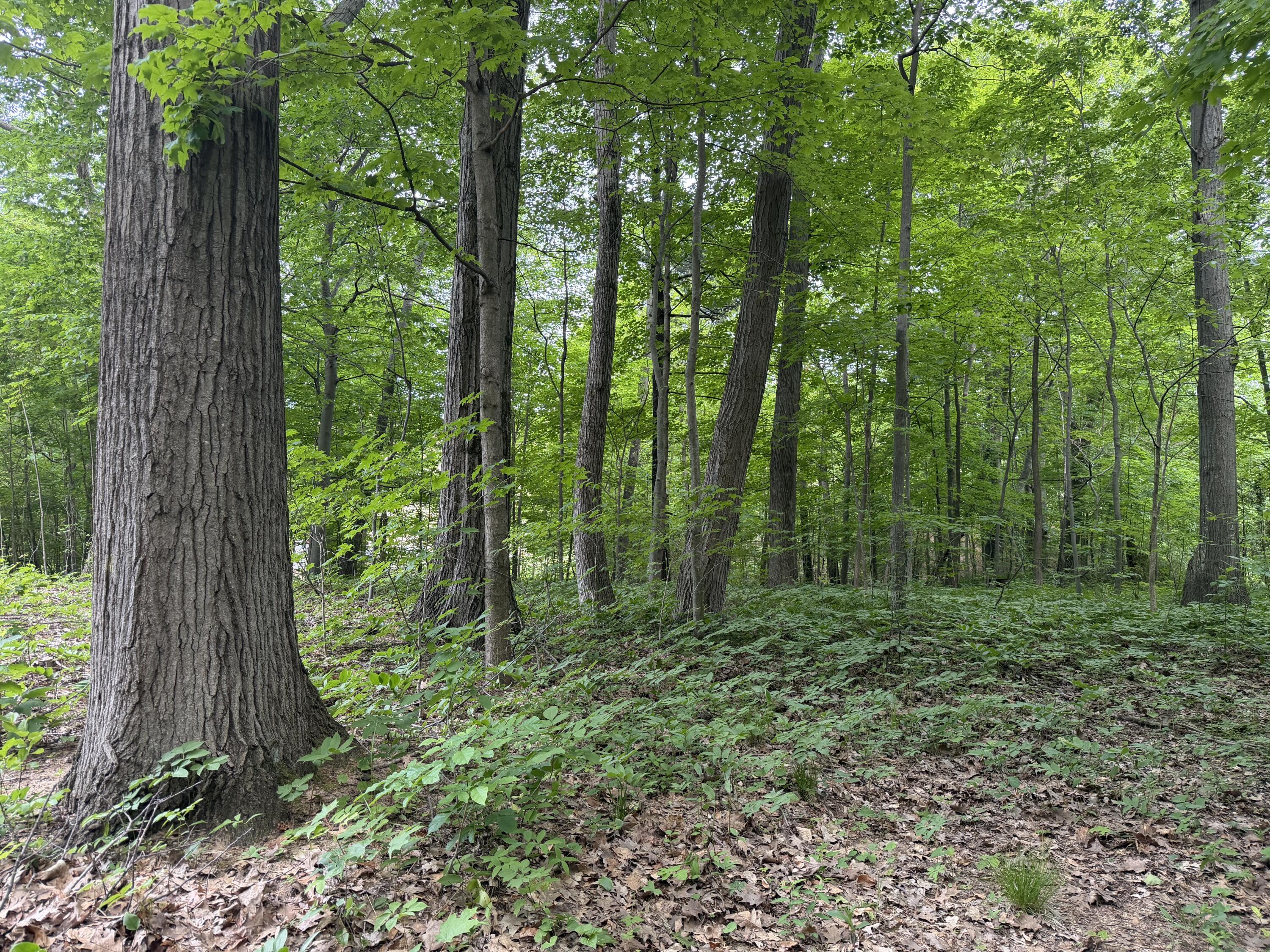 Image 4: IMG_2057