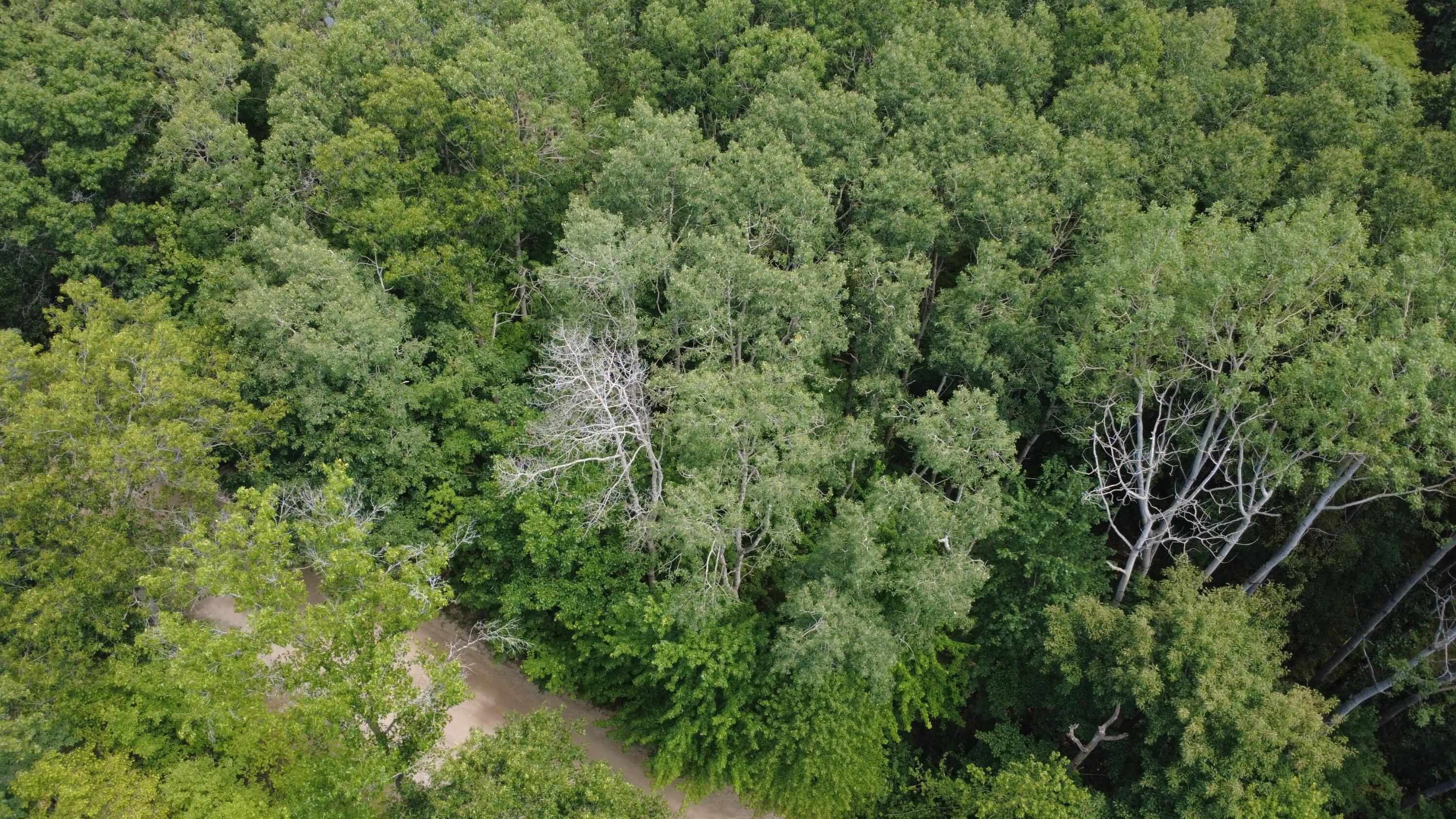 Image 2: dji_fly_20260723_143028_93_1784831457797