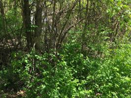 16260 Stones Throw Lane