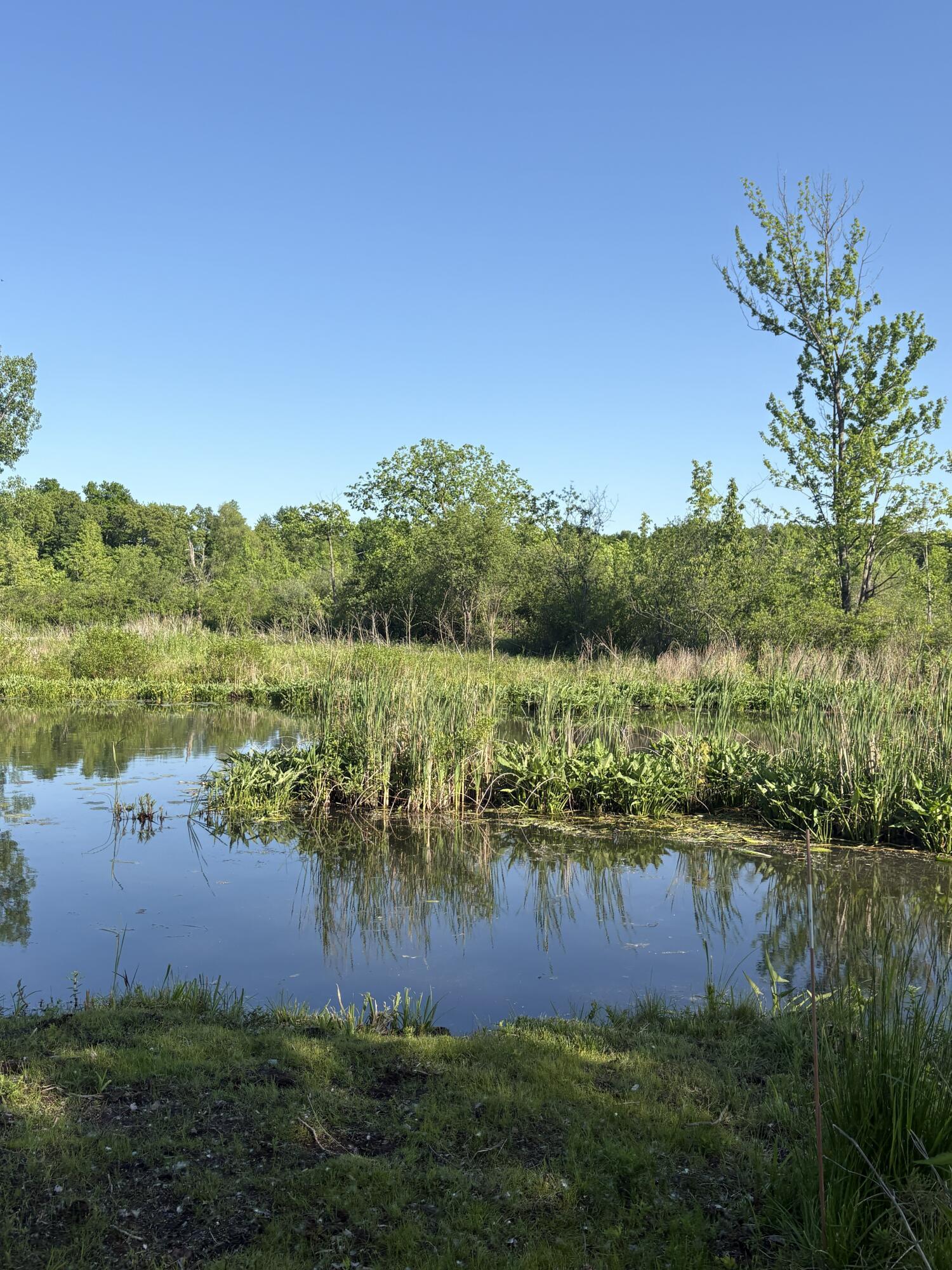 Image 4: IMG_7667