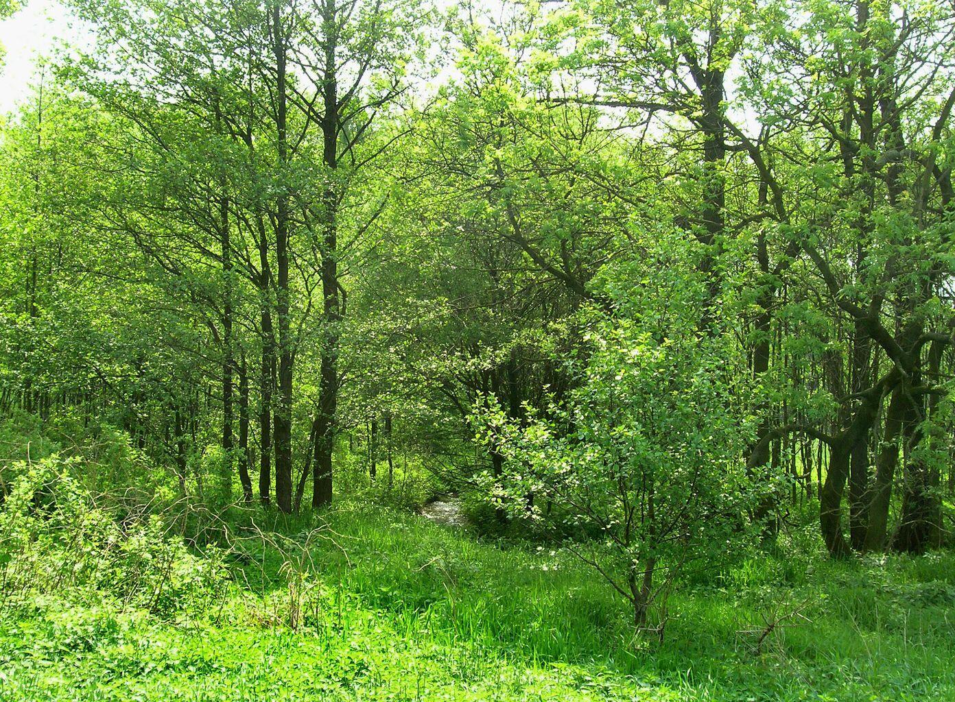 Image 1: RandyLane