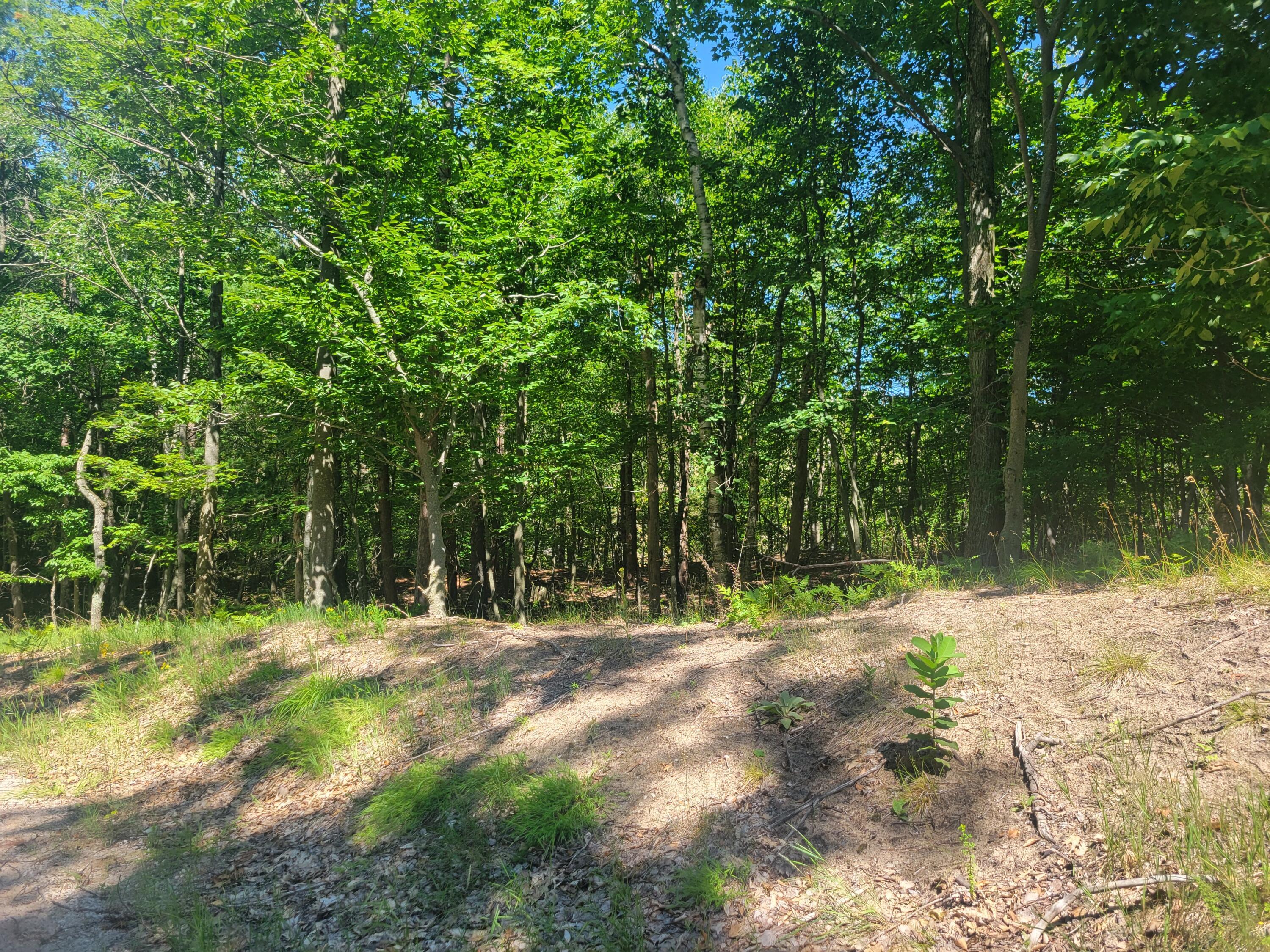 Image 4: Lot 7