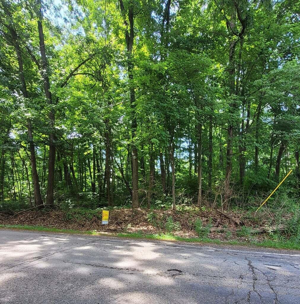 Image 1: Mature Trees