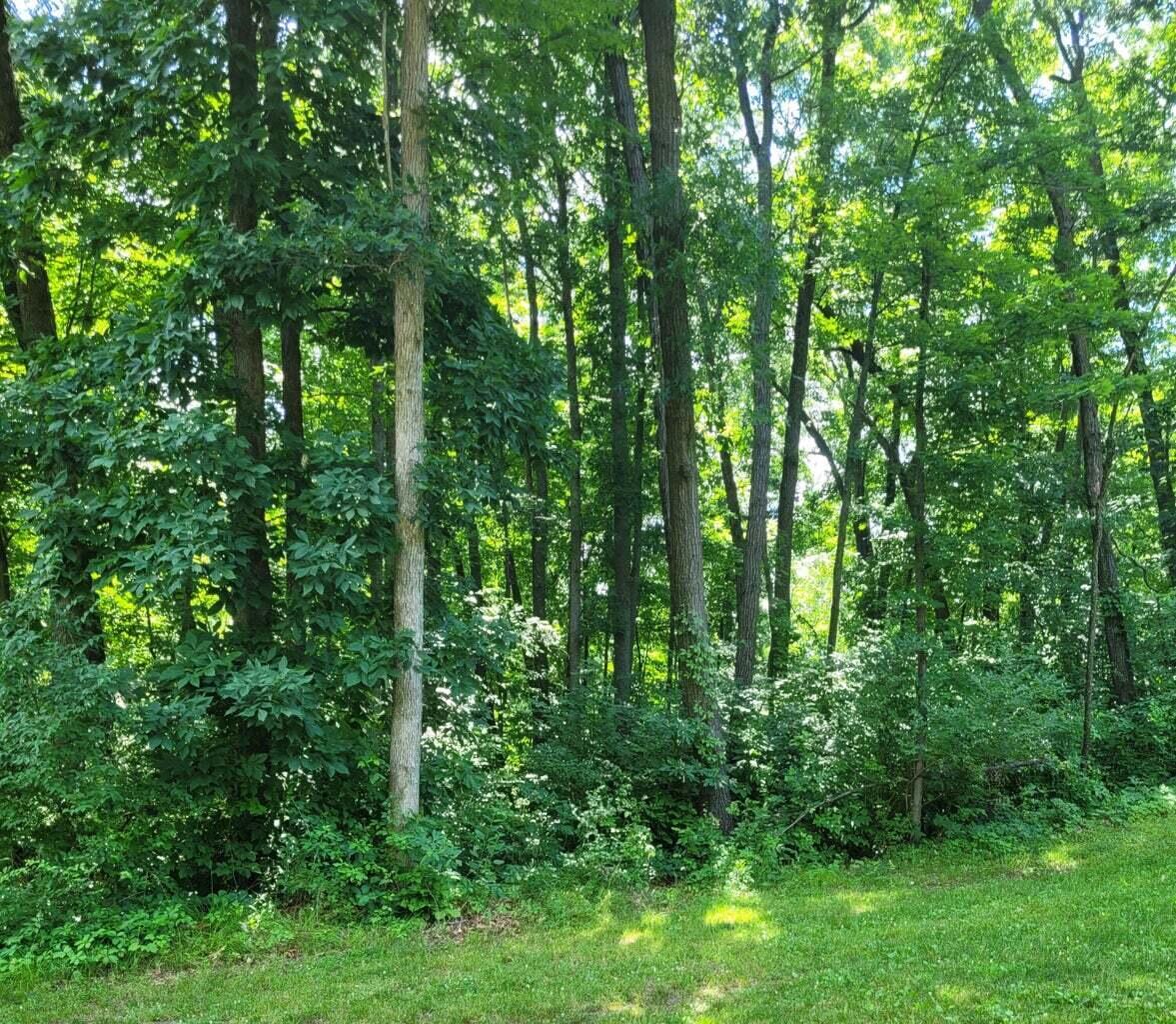 Image 2: Wooded