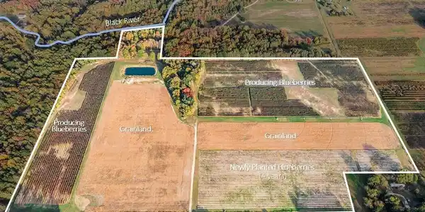Image 3: Overhead with crops
