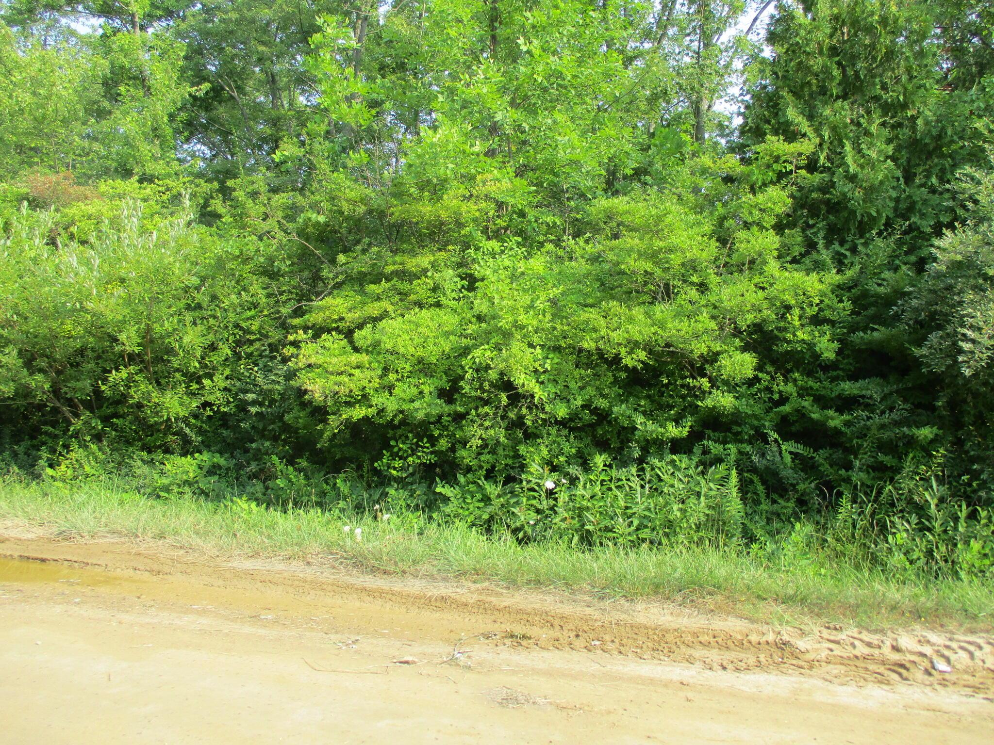 Image 3: IMG_2695