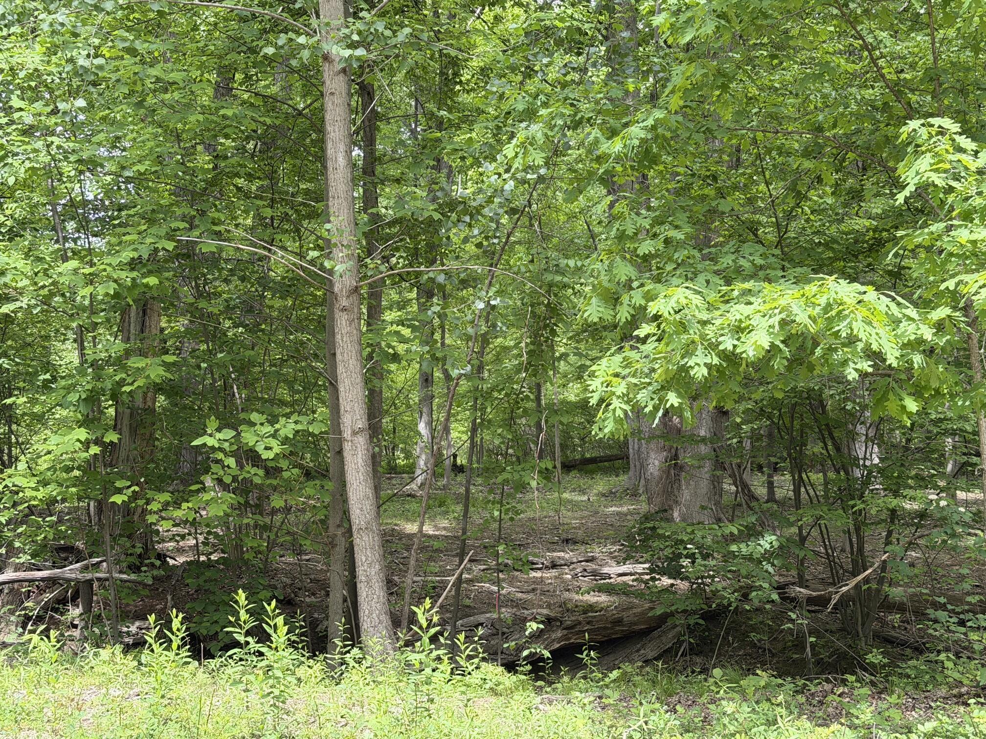 Image 1: Cleared area