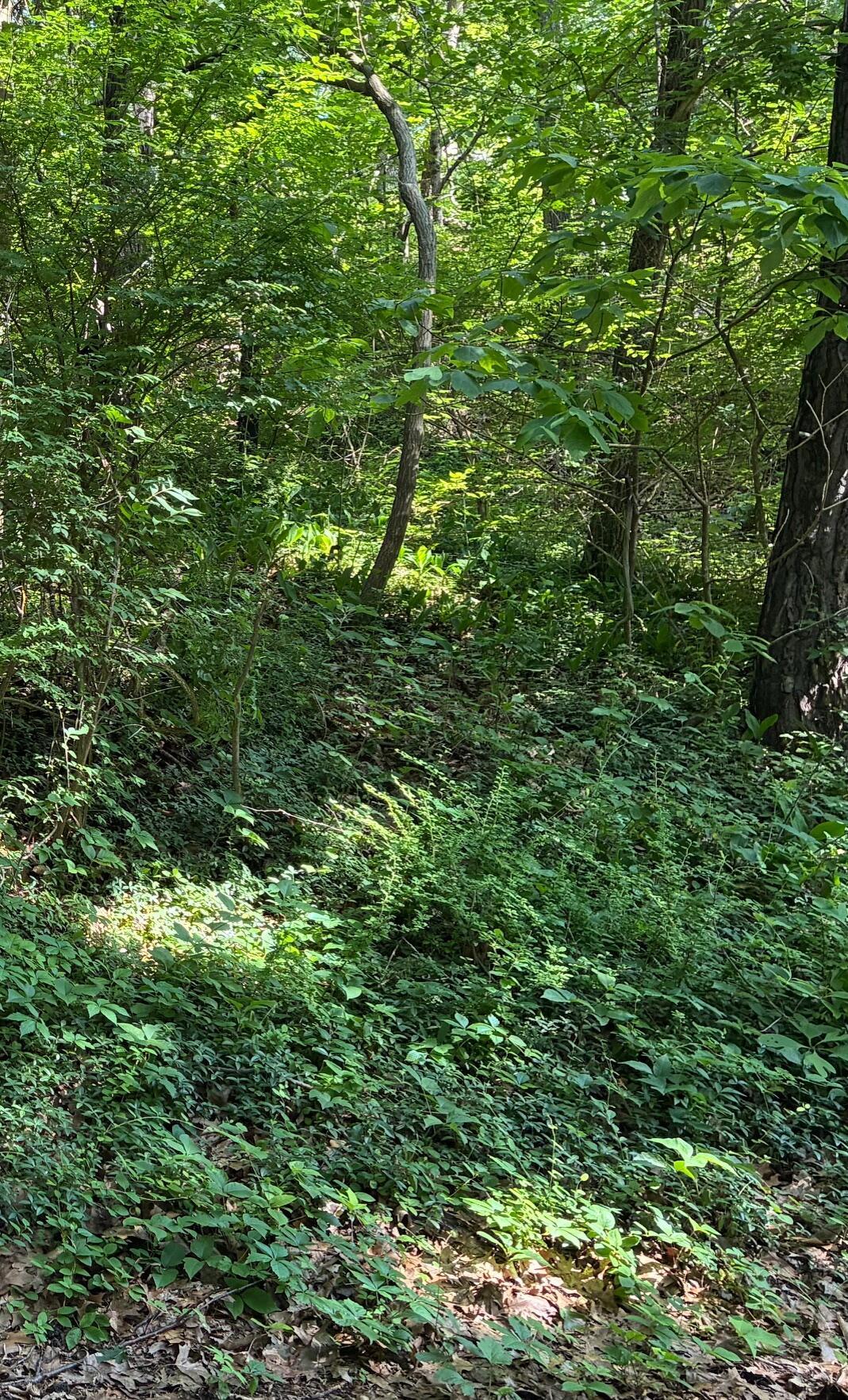Image 1: 6 Lilac Lane