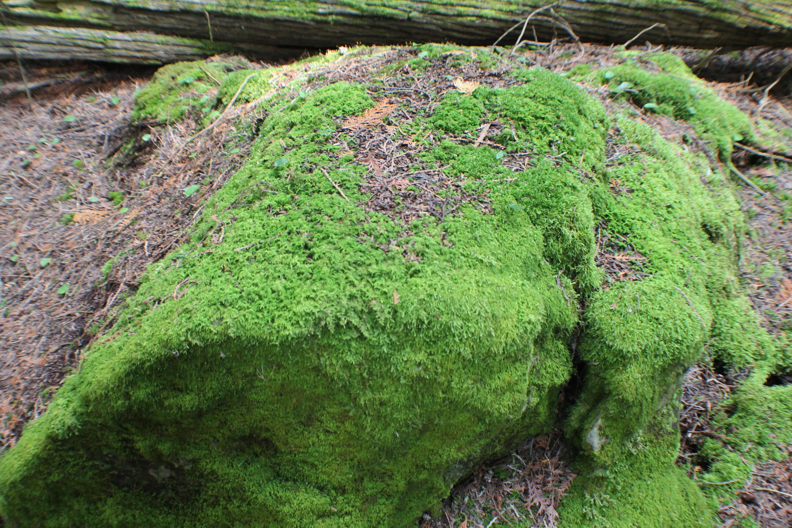 Image 2: Mossy Rocks