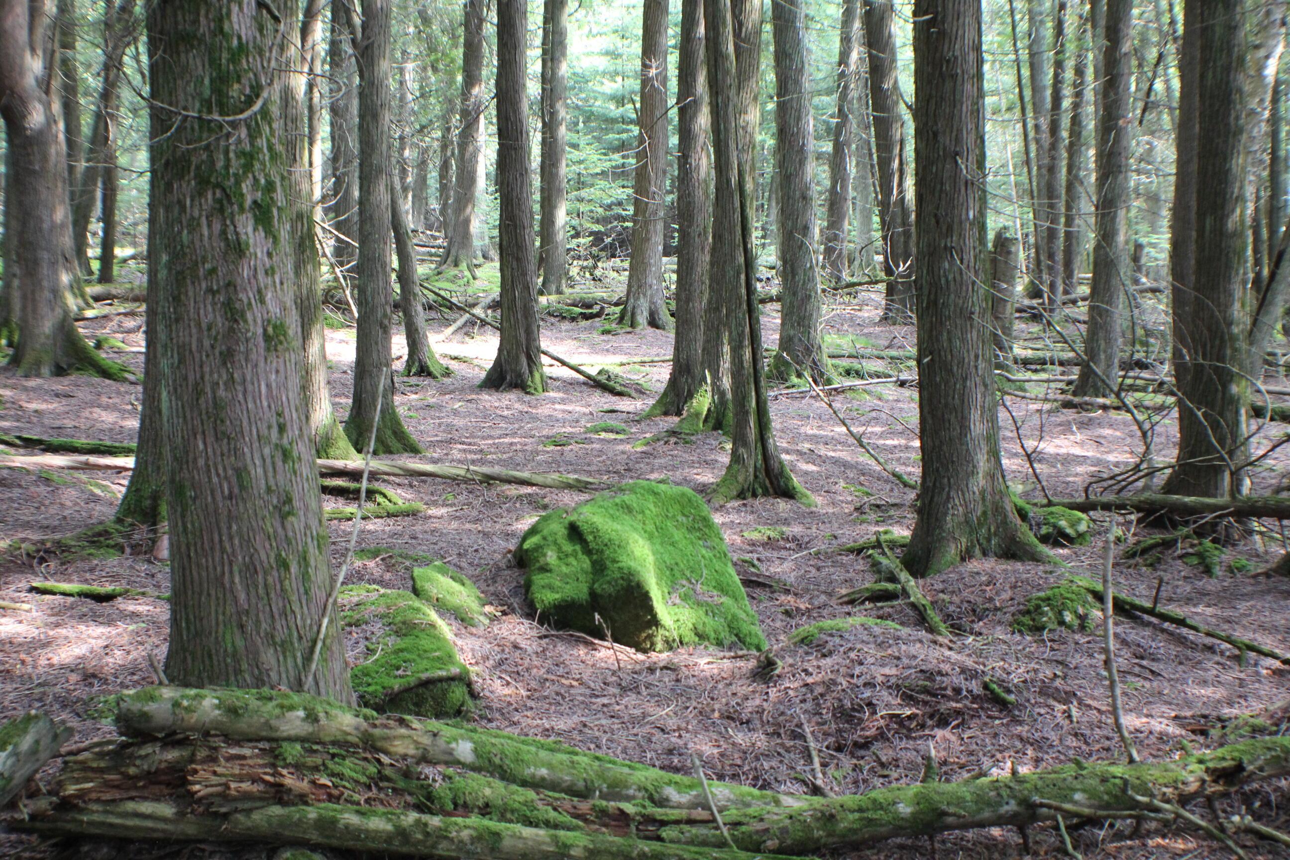 Image 3: Wooded