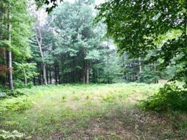 Beech or Maple Hamlin Lake