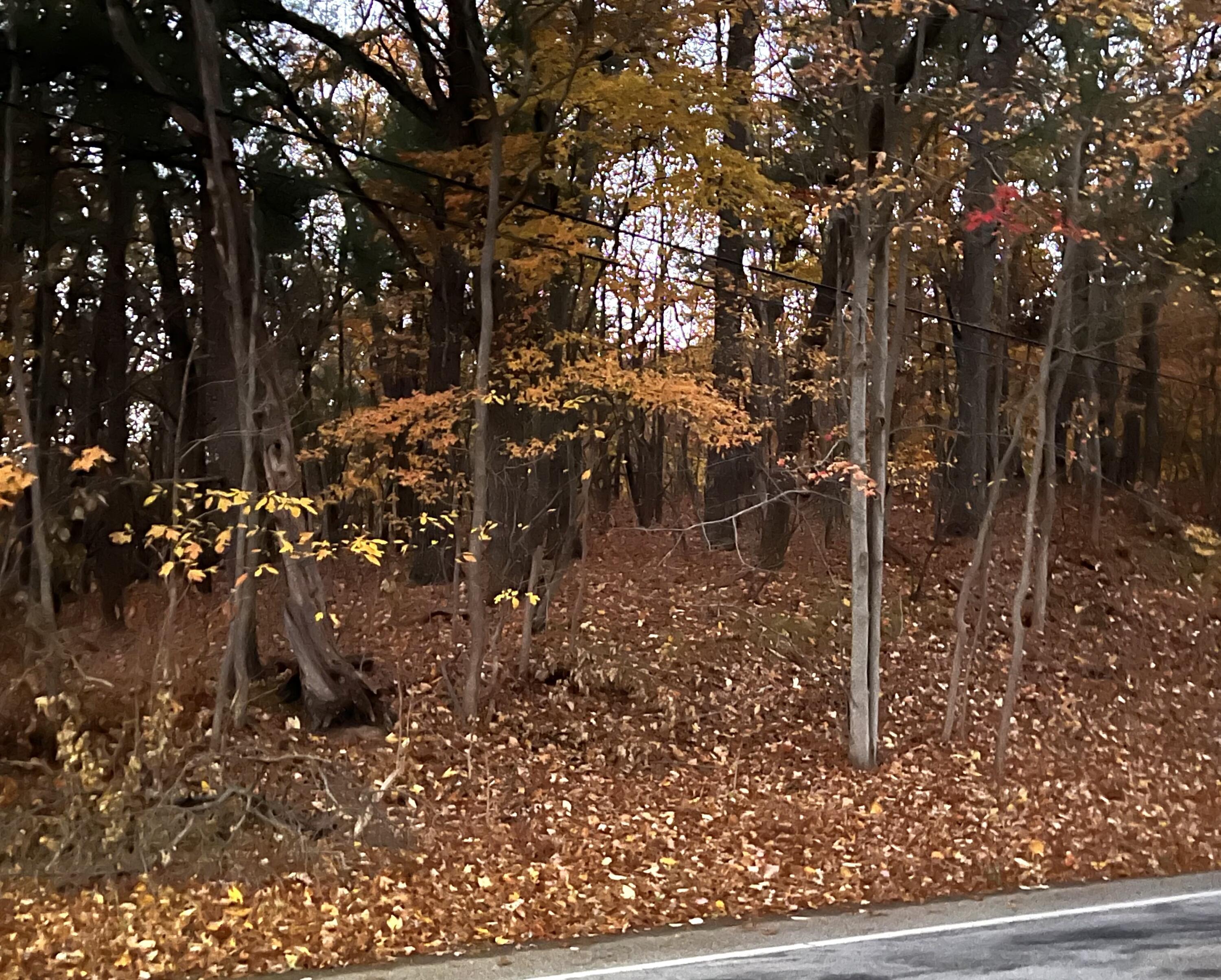 Image 2: Black Lake Rd.