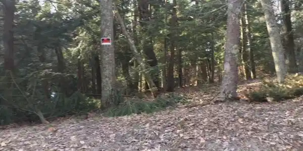 Timber Lane