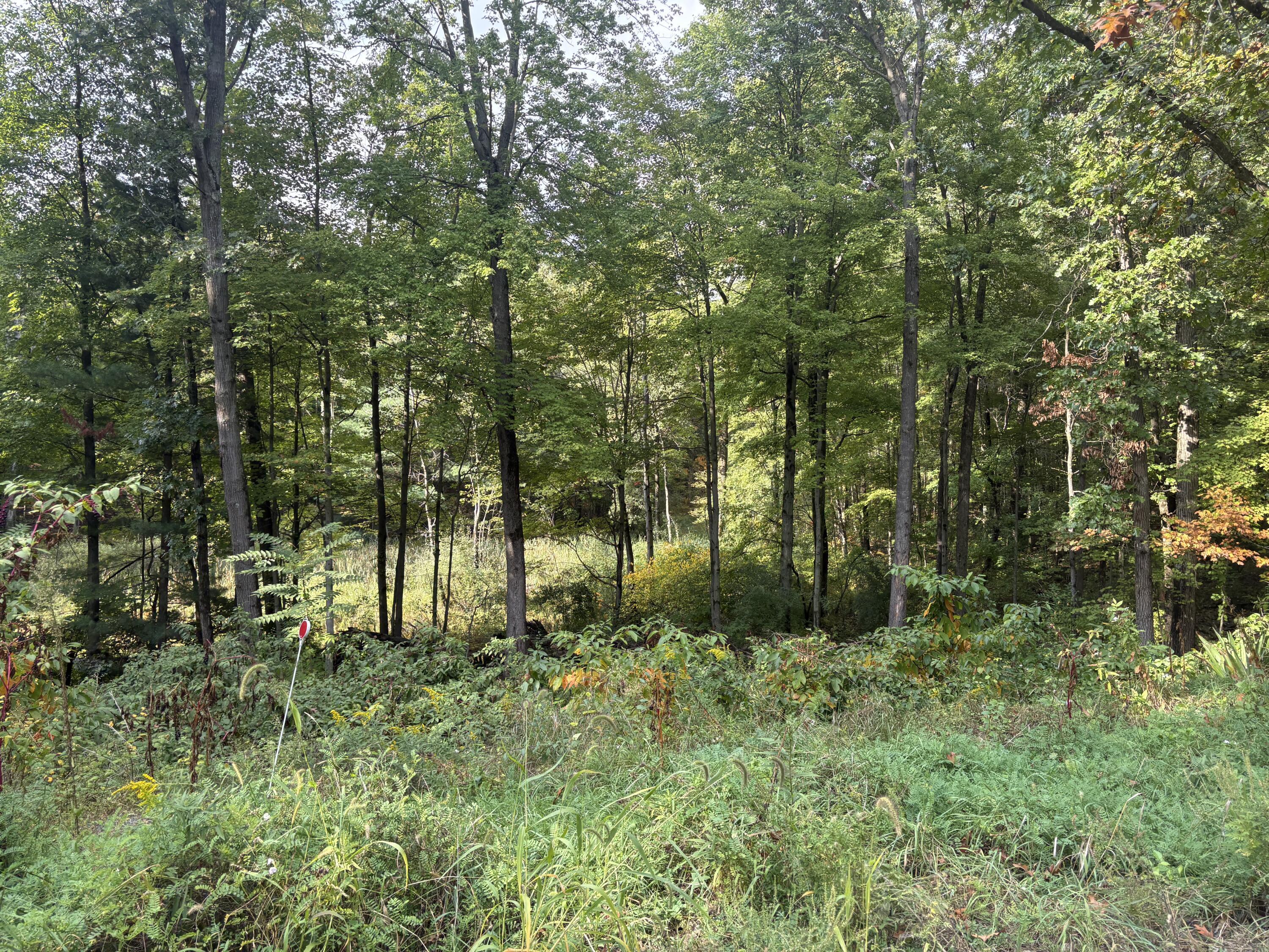 Image 4: IMG_1342