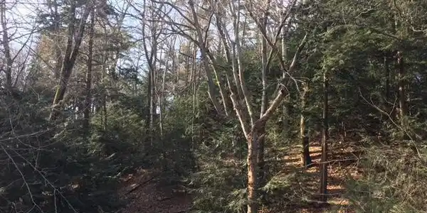 Timber Lane