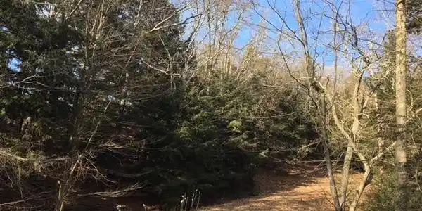 Timber Lane