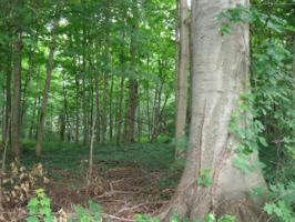 Forest Hall Avenue
