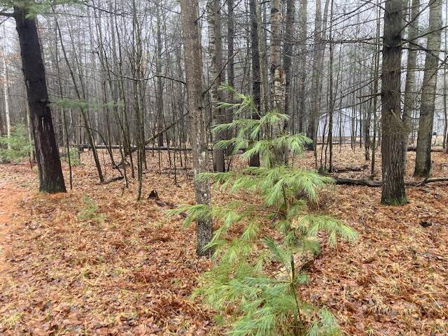 Image 2: Maple 2