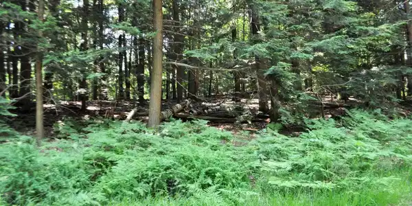 Lot 59 Shawbecoung Trail