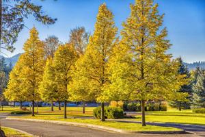 Nhn Trout Trail