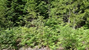 Lot 3 Westshore Drive