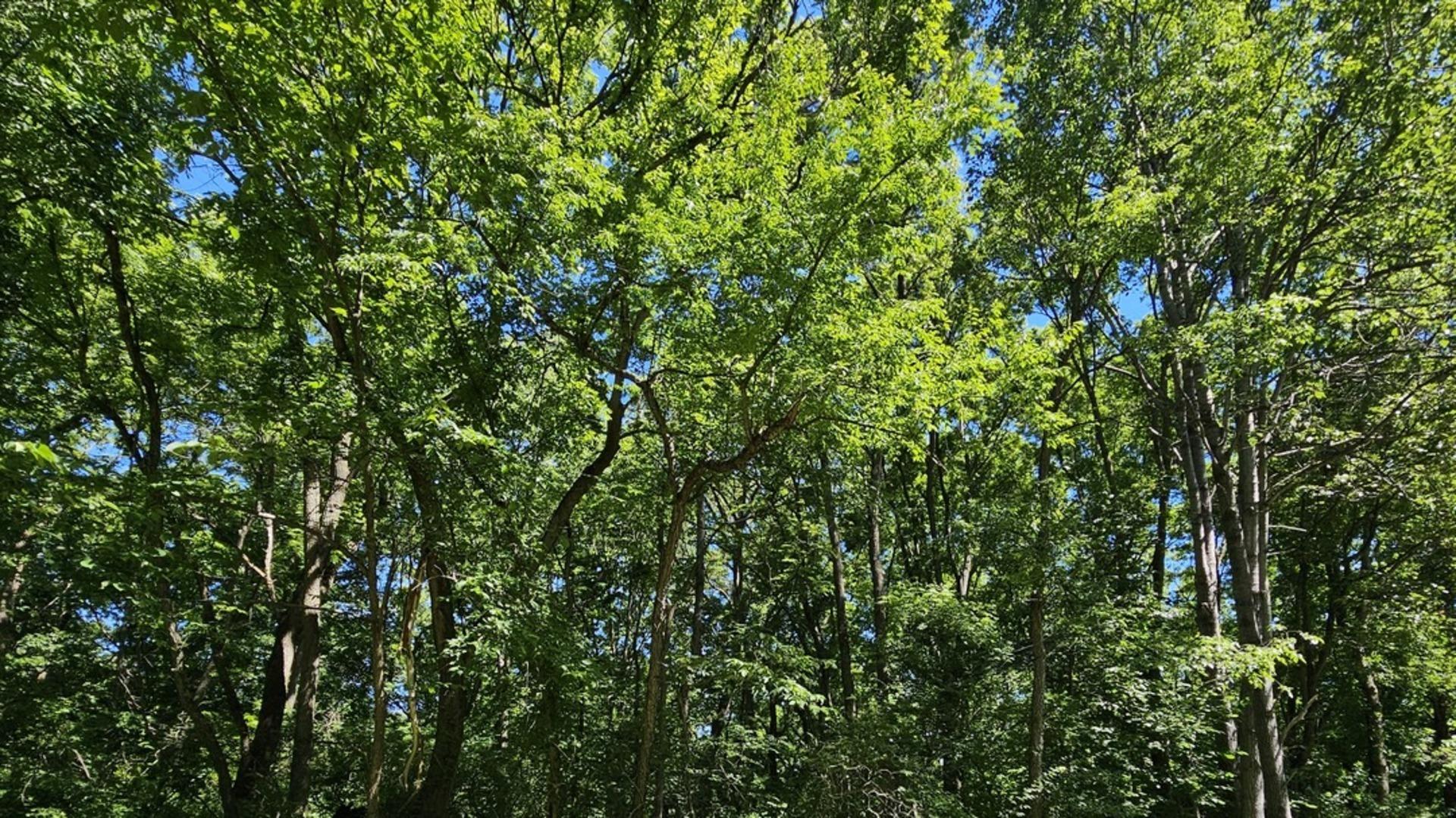 Image 4 Image 4