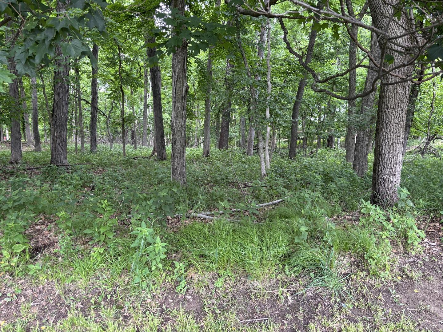 Image 4 Image 4