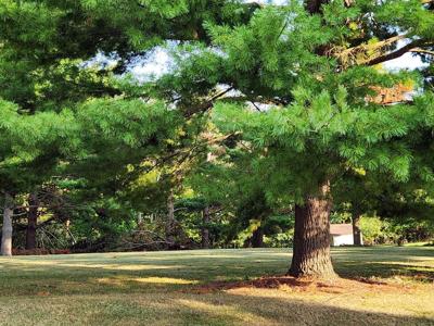 Lot 20 Clubhouse Drive