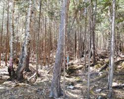 Lot 3 Birches Beach
