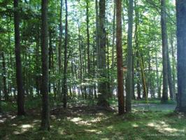 Lot 2 & 4 Pond Road